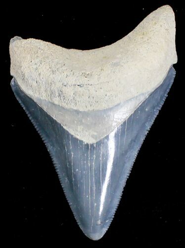 Serrated Bone Valley Megalodon Tooth #18326
